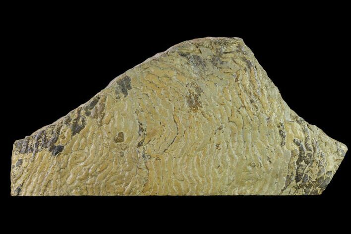 Pennsylvanian, Fossil Microbial Mat - Oklahoma #133154